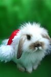 pic for Christmas Rabbit 